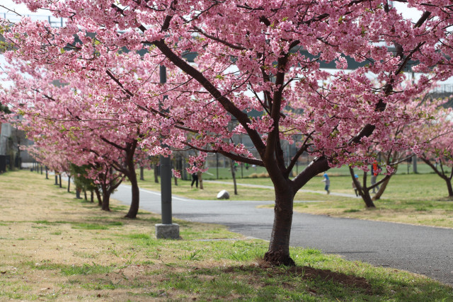 中野公園